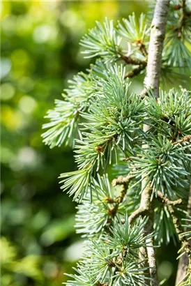 Hängende Blauzeder - Cedrus atlantica 'Glauca Pendula'