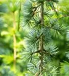 Hängende Blauzeder - Cedrus atlantica 'Glauca Pendula'