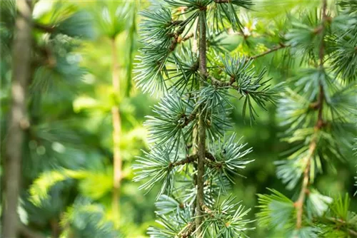 Hängende Blauzeder - Cedrus atlantica 'Glauca Pendula'