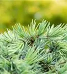 Himalaya-Zeder 'Feeling Blue' - Cedrus deodara 'Feeling Blue'