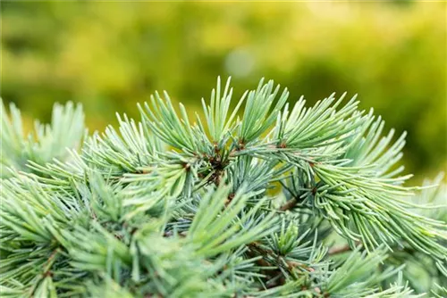 Himalaya-Zeder 'Feeling Blue' - Cedrus deodara 'Feeling Blue'