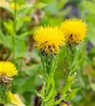 Gelbblühende Riesen-Flockenblume - Centaurea macrocephala