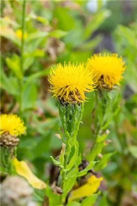 Gelbblühende Riesen-Flockenblume - Centaurea macrocephala