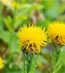 Gelbblühende Riesen-Flockenblume - Centaurea macrocephala