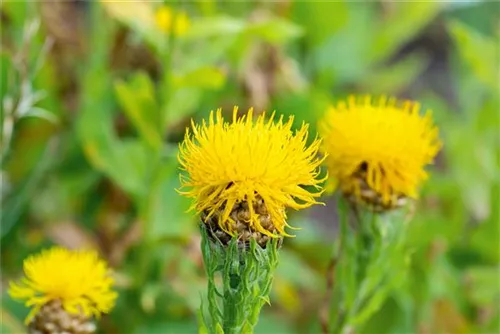 Gelbblühende Riesen-Flockenblume - Centaurea macrocephala