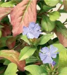 Chinesische Scheinbleiwurz - Ceratostigma plumbaginoides