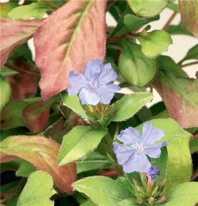 Chinesische Scheinbleiwurz - Ceratostigma plumbaginoides