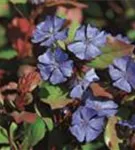 Chinesische Scheinbleiwurz - Ceratostigma plumbaginoides