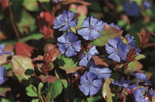 Chinesische Scheinbleiwurz - Ceratostigma plumbaginoides