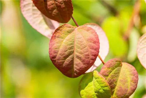 Judasblattbaum - Cercidiphyllum japonicum