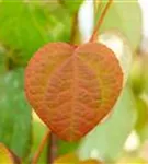 Judasblattbaum - Cercidiphyllum japonicum