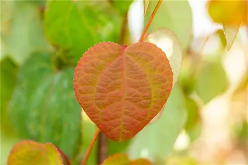 Judasblattbaum - Cercidiphyllum japonicum