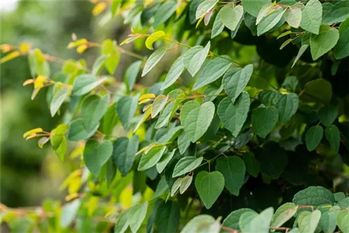 Judasblattbaum - Cercidiphyllum japonicum