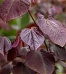 Judasbaum 'Forest Pansy' - Cercis canadensis 'Forest Pansy' - Ziergehölze