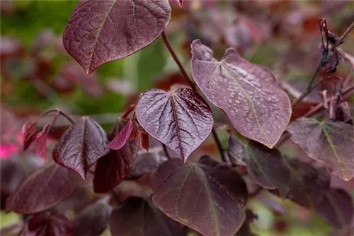 Judasbaum 'Forest Pansy' - Cercis canadensis 'Forest Pansy' - Ziergehölze