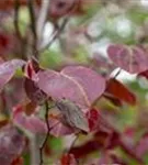 Judasbaum 'Forest Pansy' - Cercis canadensis 'Forest Pansy'