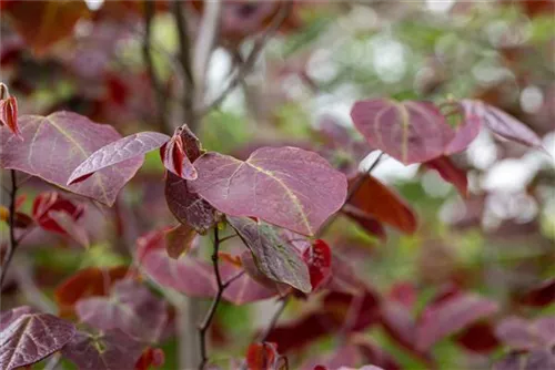 Judasbaum 'Forest Pansy' - Cercis canadensis 'Forest Pansy'