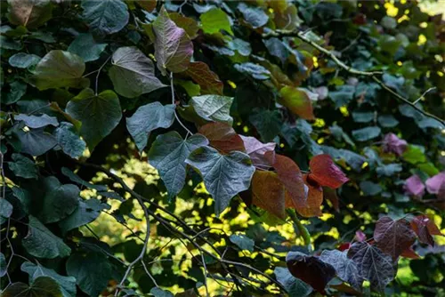 Judasbaum 'Forest Pansy' - Cercis canadensis 'Forest Pansy'