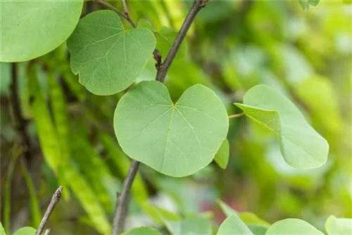 Gemeiner Judasbaum - Cercis siliquastrum