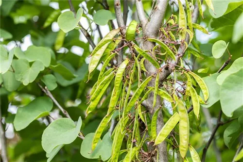 Gemeiner Judasbaum - Cercis siliquastrum