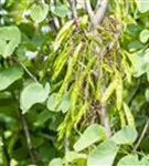 Gemeiner Judasbaum - Cercis siliquastrum