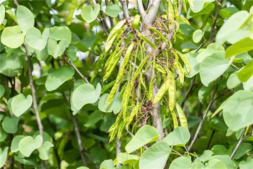 Gemeiner Judasbaum - Cercis siliquastrum