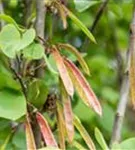 Gemeiner Judasbaum - Cercis siliquastrum