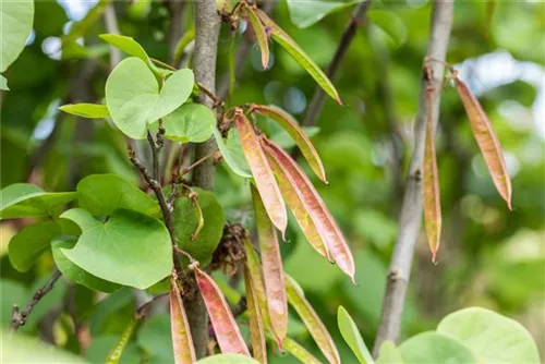 Gemeiner Judasbaum - Cercis siliquastrum