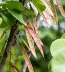 Gemeiner Judasbaum - Cercis siliquastrum