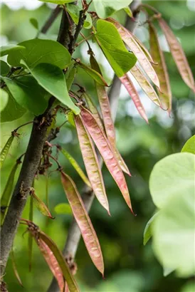 Gemeiner Judasbaum - Cercis siliquastrum