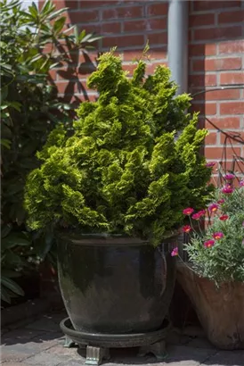 Kleine Muschelzypresse 'Nana Gracilis' - Chamaecyparis obtusa 'Nana Gracilis'