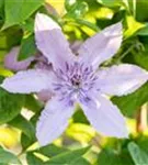 Waldrebe 'Hagley Hybrid' - Clematis 'Hagley Hybrid'