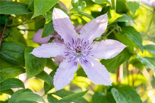 Waldrebe 'Hagley Hybrid' - Clematis 'Hagley Hybrid'