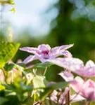 Waldrebe 'Hagley Hybrid' - Clematis 'Hagley Hybrid'