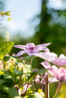 Waldrebe 'Hagley Hybrid' - Clematis 'Hagley Hybrid'