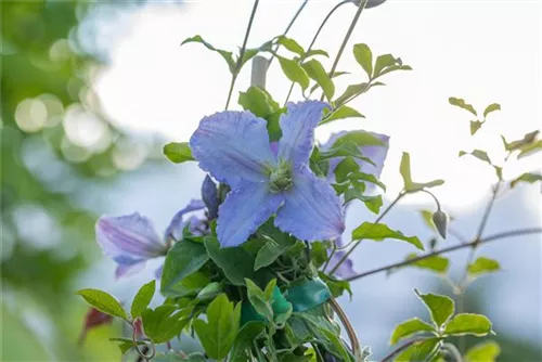 Waldrebe 'Hagley Hybrid' - Clematis 'Hagley Hybrid'