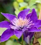 Waldrebe 'Multi Blue' - Clematis 'Multi Blue'