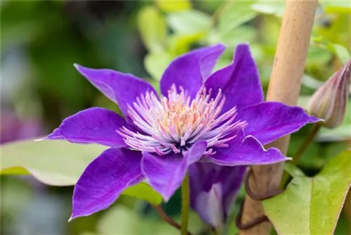 Waldrebe 'Multi Blue' - Clematis 'Multi Blue'