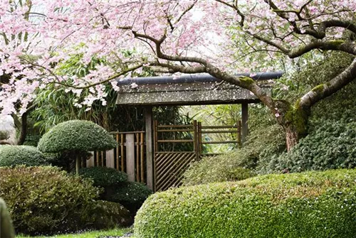 Frühe Zierkirsche 'Accolade' - Prunus subhirtella 'Accolade' CAC - Formgehölze