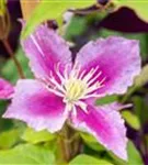 Waldrebe Piilu - Clematis 'Piilu'