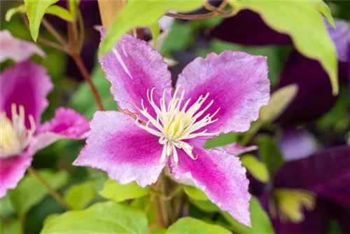 Waldrebe Piilu - Clematis 'Piilu'