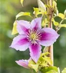 Waldrebe Piilu - Clematis 'Piilu'