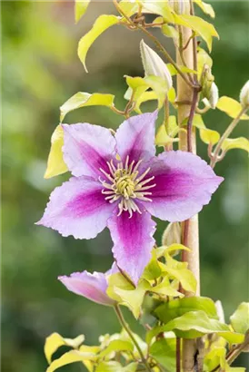 Waldrebe Piilu - Clematis 'Piilu'