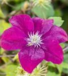 Waldrebe 'Rouge Cardinal' - Clematis 'Rouge Cardinal'