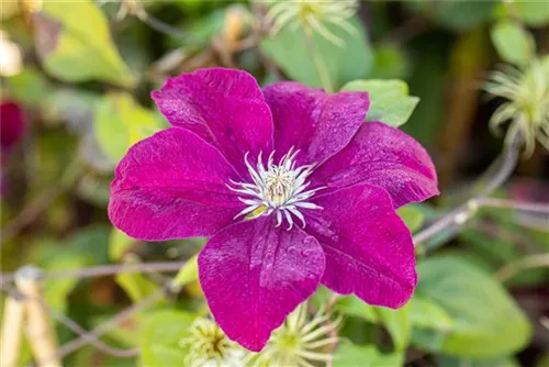 Waldrebe 'Rouge Cardinal' - Clematis 'Rouge Cardinal'