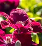 Waldrebe 'Rouge Cardinal' - Clematis 'Rouge Cardinal'