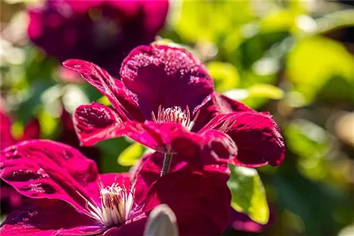 Waldrebe 'Rouge Cardinal' - Clematis 'Rouge Cardinal'