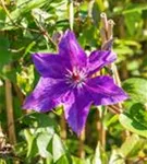 Waldrebe 'The President' - Clematis 'The President'