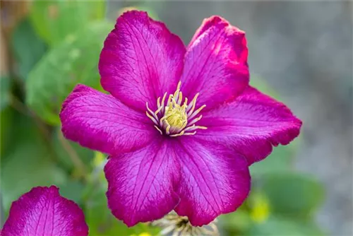 Waldrebe 'Ville de Lyon' - Clematis 'Ville de Lyon'