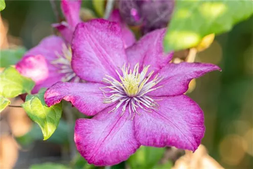 Waldrebe 'Ville de Lyon' - Clematis 'Ville de Lyon'